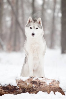 Sevimli Sibirya Husky köpeği açık havada 