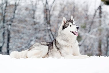 Sevimli Sibirya Husky köpeği açık havada 