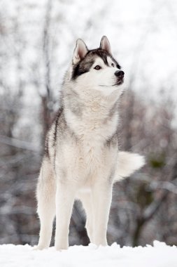 Sevimli Sibirya Husky köpeği açık havada 