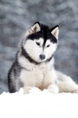 Sevimli Sibirya Husky köpeği açık havada 