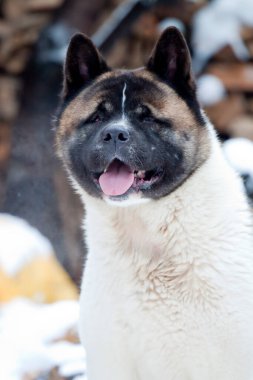 Yakacak odun arka planında Akita