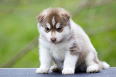 Sibirya Husky köpeği dışarıda. 