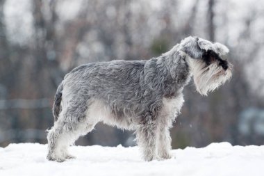 Airedale Teriyeri karlı parkta