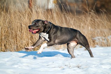 Amerikan Staffordshire kışın teriyer köpeği