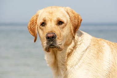 Golden retriever 'ın portresi