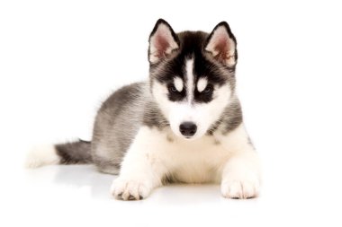Sevimli Sibirya Husky köpeği 