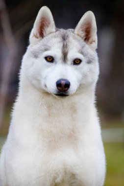 Sevimli Sibirya Husky köpeği açık havada