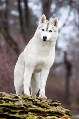 Sevimli Sibirya Husky köpeği açık havada