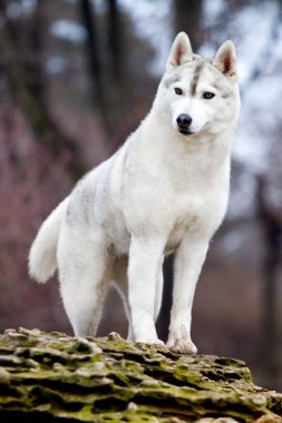 Sevimli Sibirya Husky köpeği açık havada