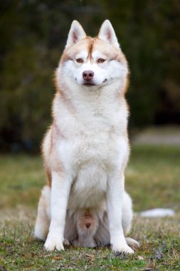 Sevimli Sibirya Husky köpeği açık havada