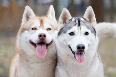 Tapılası Sibirya köpekleri açık havada 