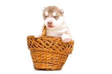 Stüdyonun arka planına karşı sevimli köpek yavrusu