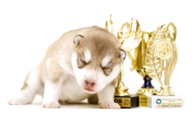 Sibirya kurt köpeği beyaz arka planda izole edilmiş.