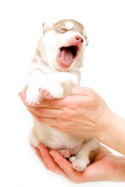 Sevimli Sibirya Husky köpeği 