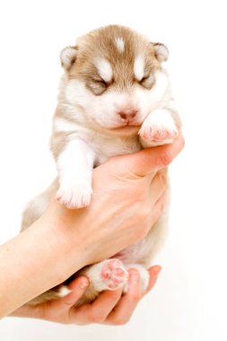Sevimli Sibirya Husky köpeği 