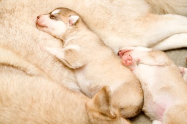 Sibirya Husky annesi ve yavruları