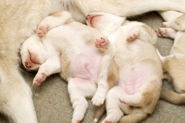 Küçük sevimli köpek yavruları uyuyor.