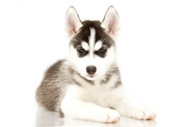 Sevimli Sibirya Husky köpeği 