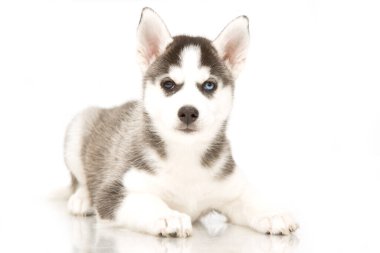 Sevimli Sibirya Husky köpeği 