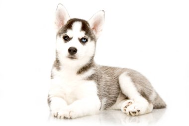 Sevimli Sibirya Husky köpeği 