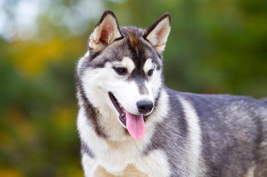 Sevimli Sibirya Husky köpeği açık havada