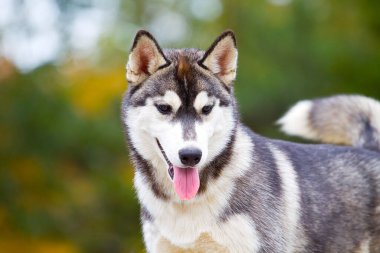 Sevimli Sibirya Husky köpeği açık havada