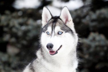 Sevimli Sibirya Husky köpeği açık havada