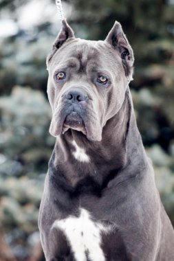 İtalyan Cane Corso köpeği açık havada