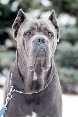 İtalyan Cane Corso köpeği açık havada