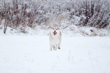Sevimli Sibirya Husky köpeği açık havada