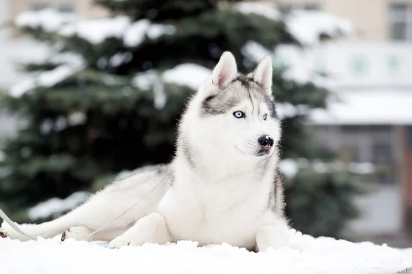 Schattige Siberische Husky Hond Buiten — Stockfoto