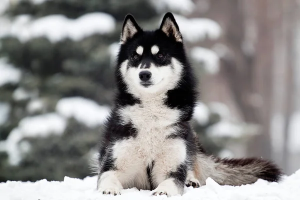 Chiot Husky Sibérie Extérieur — Photo