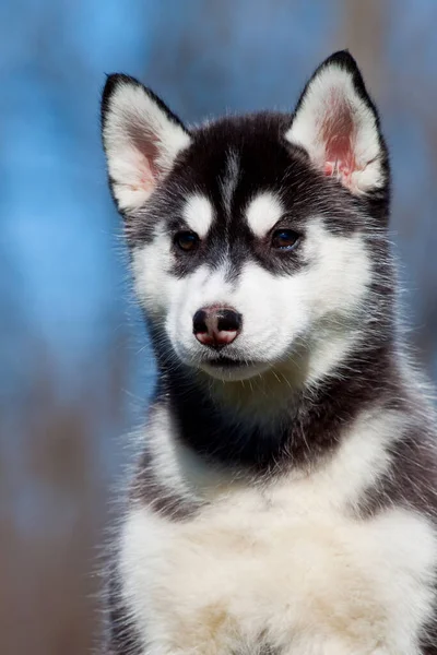 Syberyjski Szczeniak Husky Zewnątrz — Zdjęcie stockowe