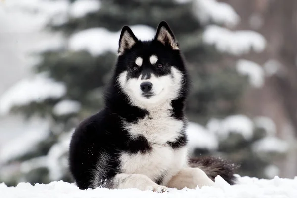 Σιβηρίας Husky Κουτάβι Εξωτερικούς Χώρους — Φωτογραφία Αρχείου