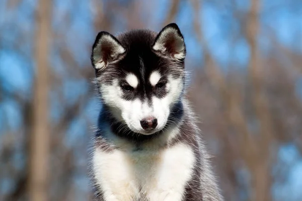 Syberyjski Szczeniak Husky Zewnątrz — Zdjęcie stockowe