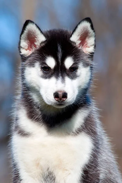 Cachorrinho Husky Siberiano Livre — Fotografia de Stock