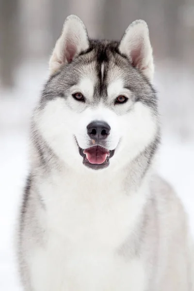 Adorável Siberian Husky Cão Livre — Fotografia de Stock