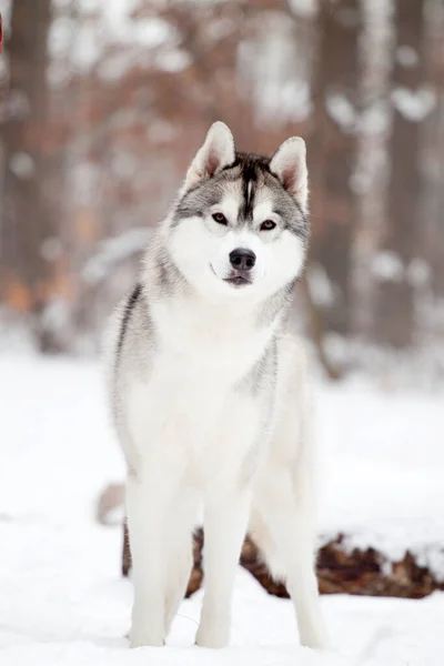 Schattige Siberische Husky Hond Buiten — Stockfoto