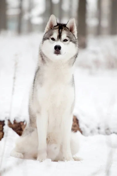 Rozkošný Sibiřský Husky Pes Venku — Stock fotografie