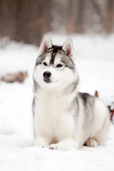 Adorable Perro Husky Siberiano Aire Libre —  Fotos de Stock