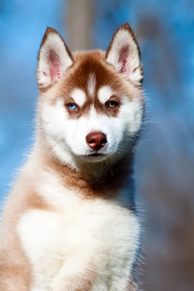 Siberische Husky Puppy Buiten — Stockfoto