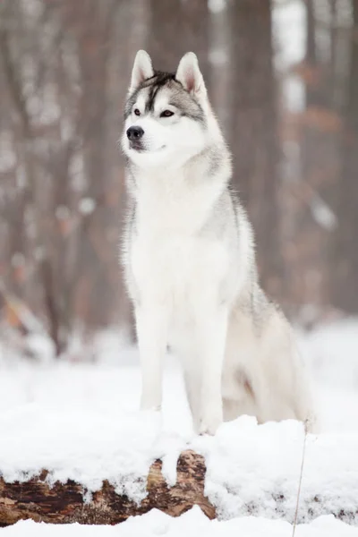 Adorable Siberian Husky Dog Outdoor — Stock Photo, Image