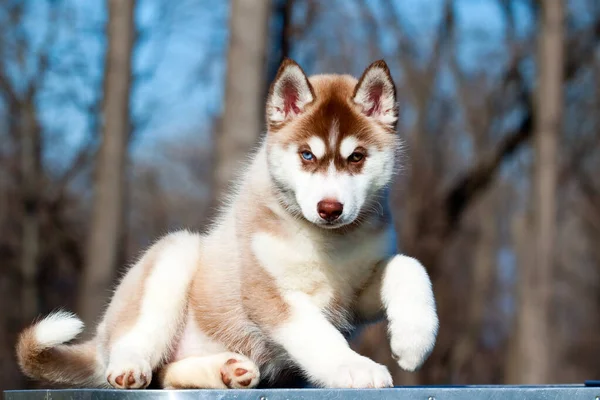 Siberiano Husky Cachorro Aire Libre —  Fotos de Stock