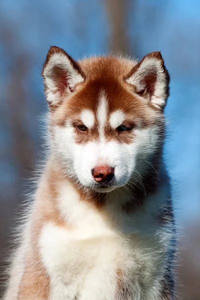 Sibirien Husky Valp Utomhus — Stockfoto