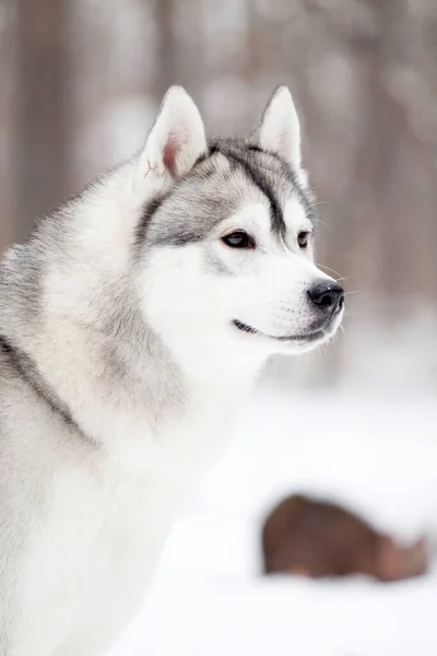 Imádnivaló Szibériai Husky Kutya Szabadban — Stock Fotó