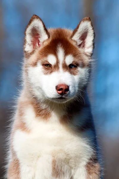 Sibirien Husky Valp Utomhus — Stockfoto