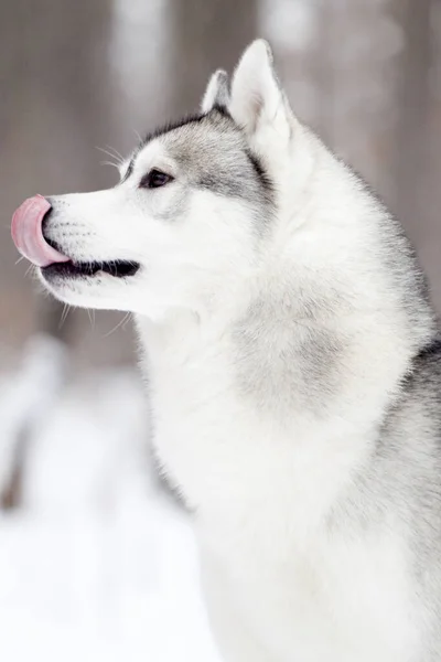 Rozkošný Sibiřský Husky Pes Venku — Stock fotografie