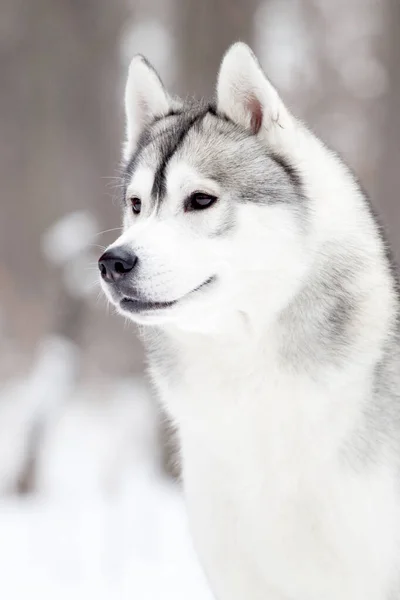 Rozkošný Sibiřský Husky Pes Venku — Stock fotografie