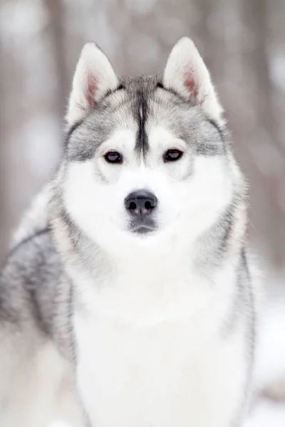 Schattige Siberische Husky Hond Buiten — Stockfoto