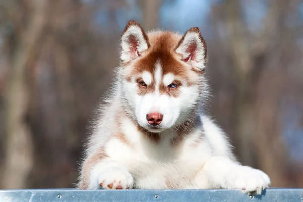 シベリアハスキー子犬屋外 — ストック写真